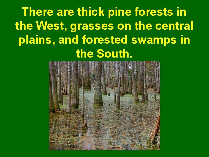 There are thick pine forests in the West, grasses on the central plains, and