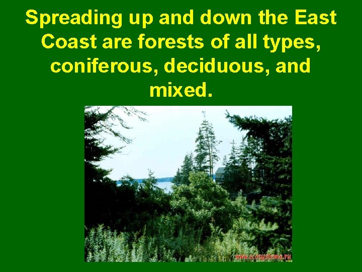 Spreading up and down the East Coast are forests of all types, coniferous, deciduous,