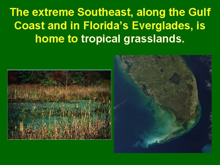 The extreme Southeast, along the Gulf Coast and in Florida’s Everglades, is home to