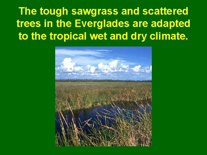 The tough sawgrass and scattered trees in the Everglades are adapted to the tropical