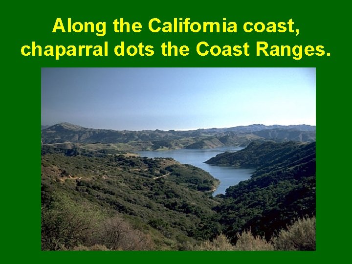 Along the California coast, chaparral dots the Coast Ranges. 