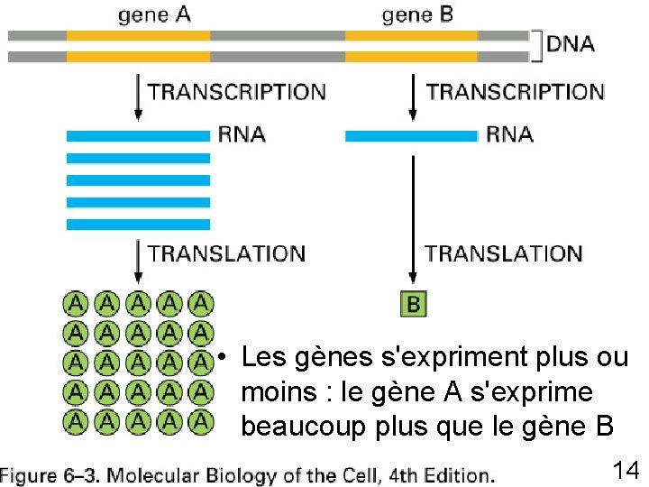 Fig 6 -3 p 302 • Les gènes s'expriment plus ou moins : le