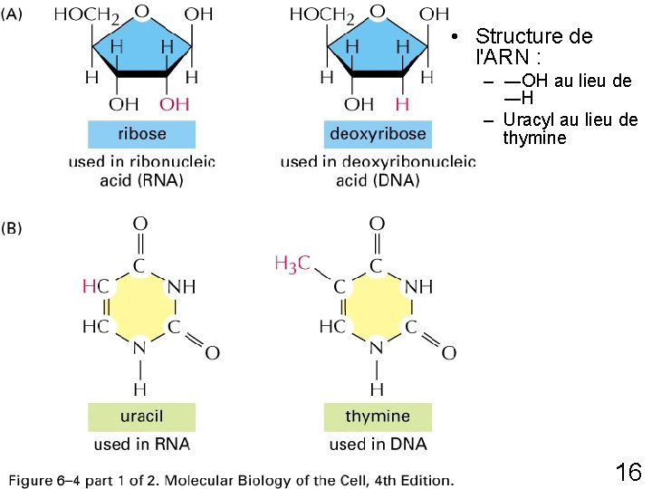  • Structure de l'ARN : – ―OH au lieu de ―H – Uracyl