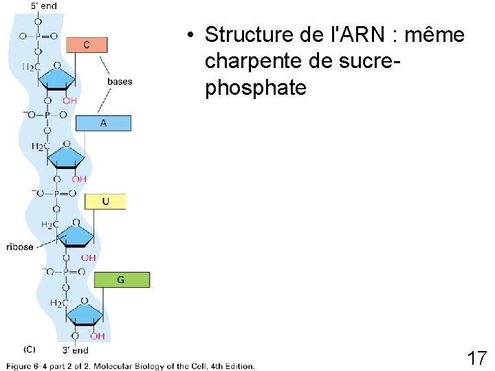  • Structure de l'ARN : même charpente de sucrephosphate Fig 6 -4 p