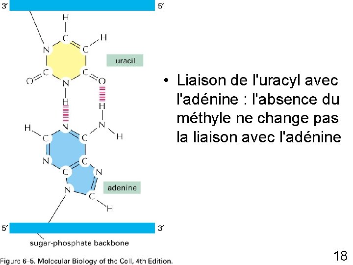  • Liaison de l'uracyl avec l'adénine : l'absence du méthyle ne change pas