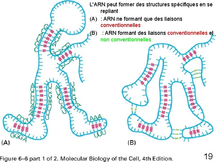 L'ARN peut former des structures spécifiques en se repliant (A) : ARN ne formant