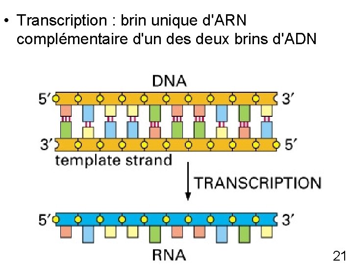  • Transcription : brin unique d'ARN complémentaire d'un des deux brins d'ADN Fig