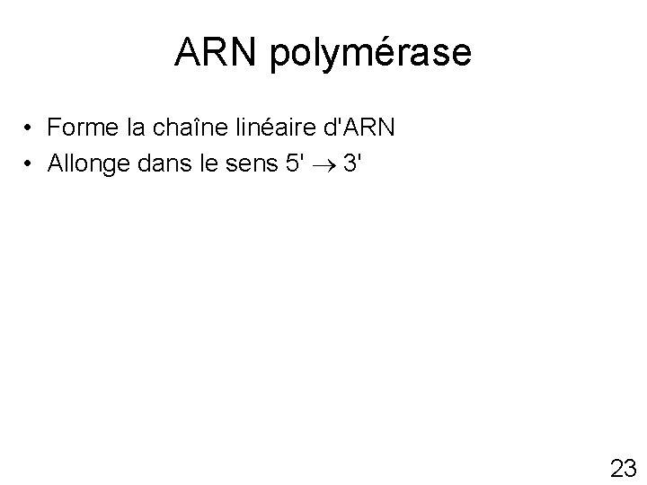 ARN polymérase • Forme la chaîne linéaire d'ARN • Allonge dans le sens 5'