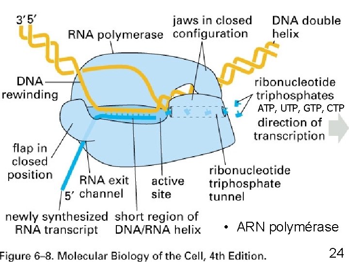 ATP, UTP, GTP, CTP Fig 6 -8 p 305 • ARN polymérase 24 