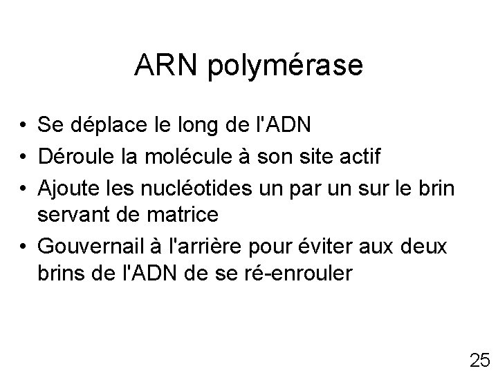 ARN polymérase • Se déplace le long de l'ADN • Déroule la molécule à