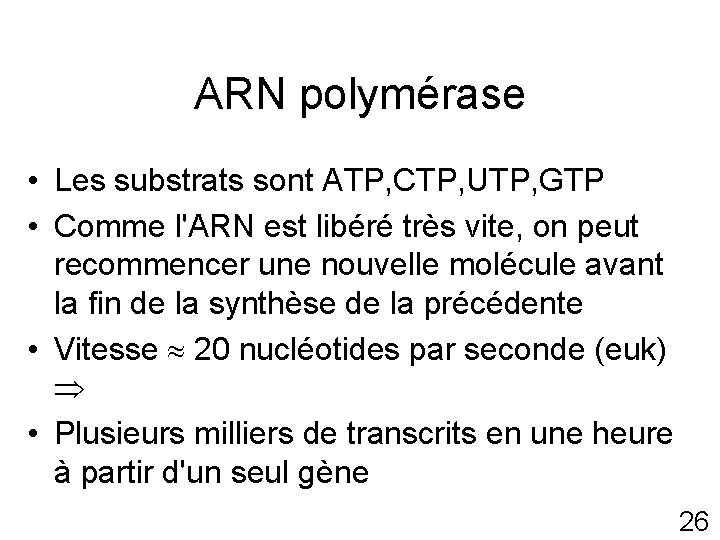 ARN polymérase • Les substrats sont ATP, CTP, UTP, GTP • Comme l'ARN est