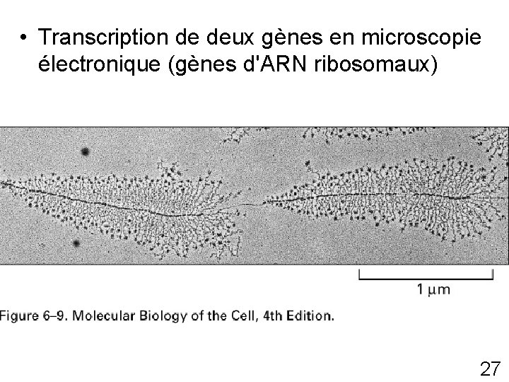  • Transcription de deux gènes en microscopie électronique (gènes d'ARN ribosomaux) Fig 6