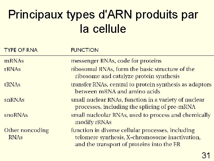 Principaux types d'ARN produits par la cellule 31 