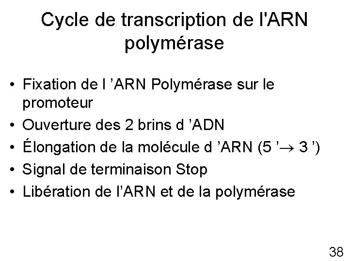 Cycle de transcription de l'ARN polymérase • Fixation de l ’ARN Polymérase sur le