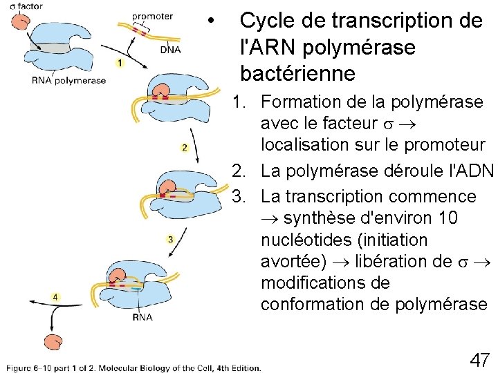  • Fig 6 -10 p 307(1 4) Cycle de transcription de l'ARN polymérase