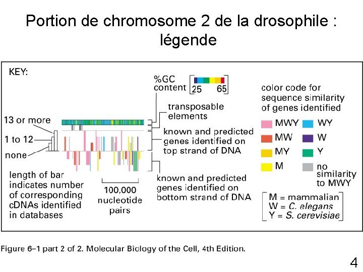 Portion de chromosome 2 de la drosophile : légende Fig 6 -1 p 300