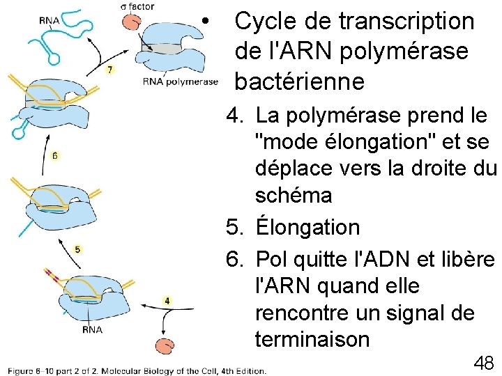  • Cycle de transcription de l'ARN polymérase bactérienne Fig 6 -10 p 307(5