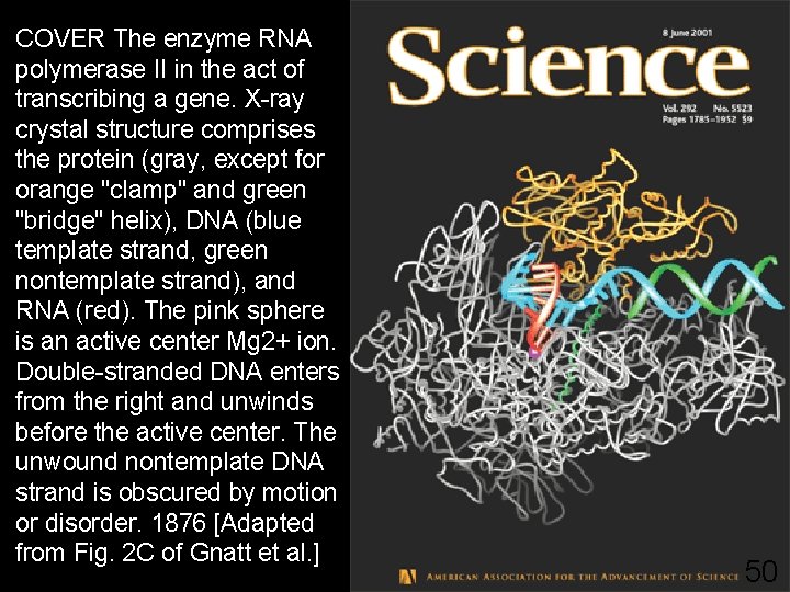 COVER The enzyme RNA polymerase II in the act of transcribing a gene. X-ray