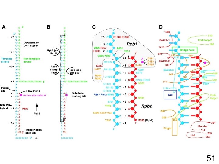  • Fig. 1. Nucleic acids in the transcribing complex and their interactions with