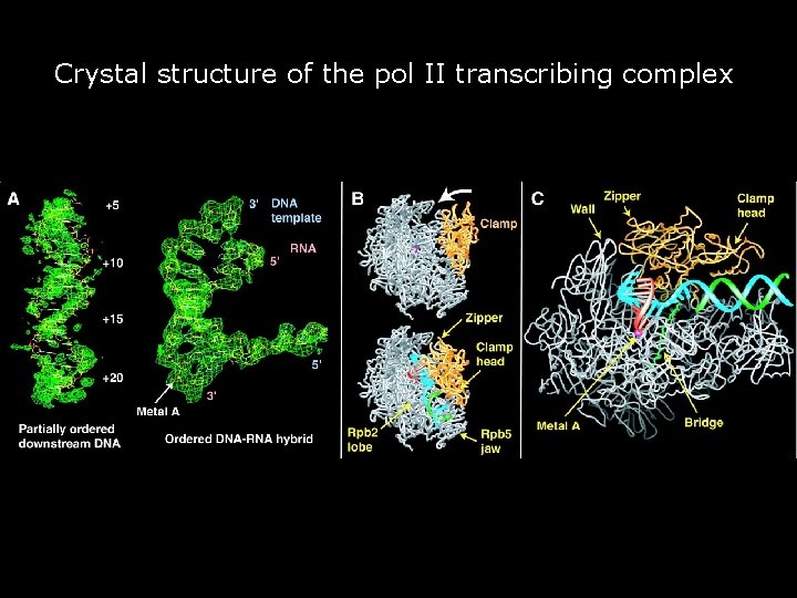 Crystal structure of the pol II transcribing complex. Gnatt, AL 2001 p 1876 fig