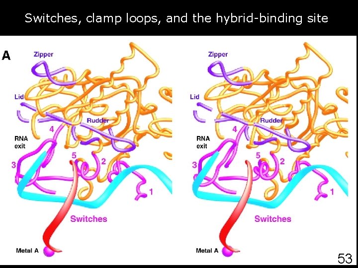 Switches, clamp loops, and the hybrid-binding site Gnatt, AL 2001 p 1876 fig 3