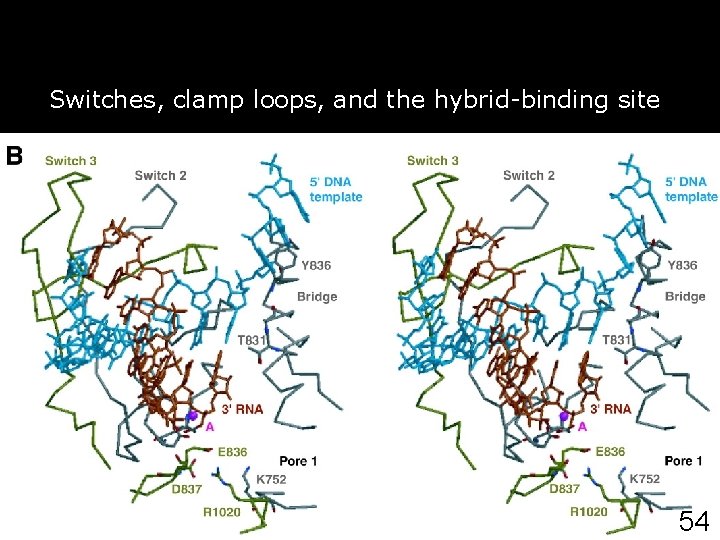 Gnatt, AL 2001 p 1876 fig 3 Switches, clamp loops, and the hybrid-binding site