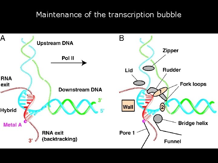Maintenance of the transcription bubble • Fig. 4. Maintenance of the transcription bubble. •