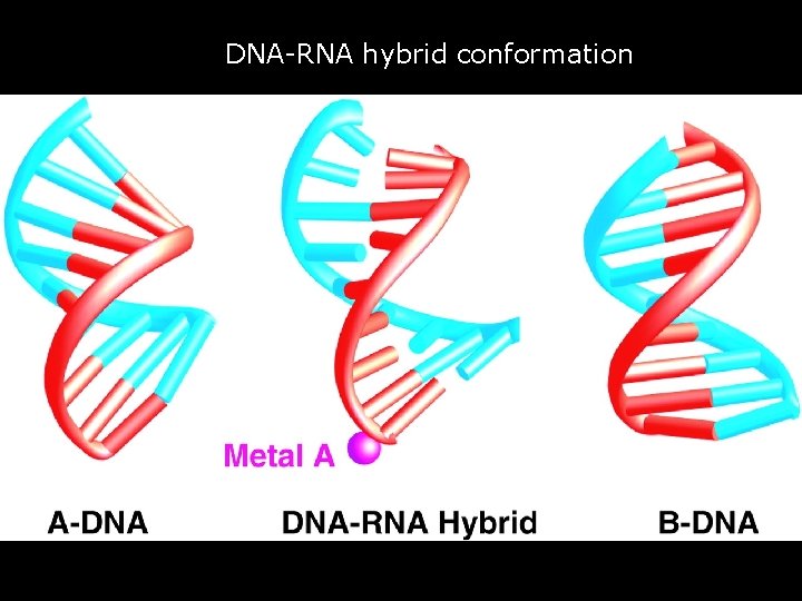 DNA-RNA hybrid conformation • Fig. 5. DNA-RNA hybrid conformation. The view is similar to