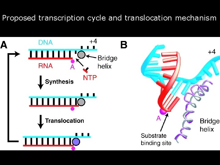 Proposed transcription cycle and translocation mechanism • • Fig. 6. Proposed transcription cycle and