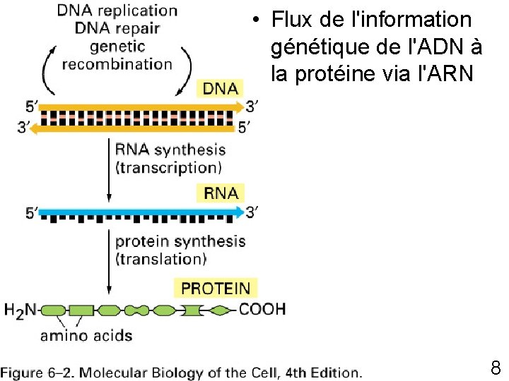  • Flux de l'information génétique de l'ADN à Fig 6 -2 p 301