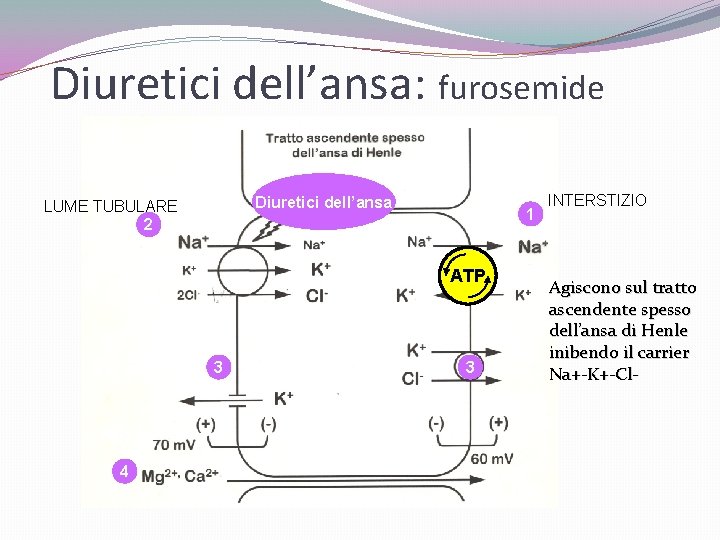 Diuretici dell’ansa: furosemide Diuretici dell’ansa LUME TUBULARE 2 1 ATP 3 4 3 INTERSTIZIO