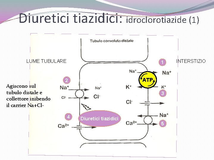 Diuretici tiazidici: idroclorotiazide (1) LUME TUBULARE Agiscono sul tubulo distale e collettore inibendo il