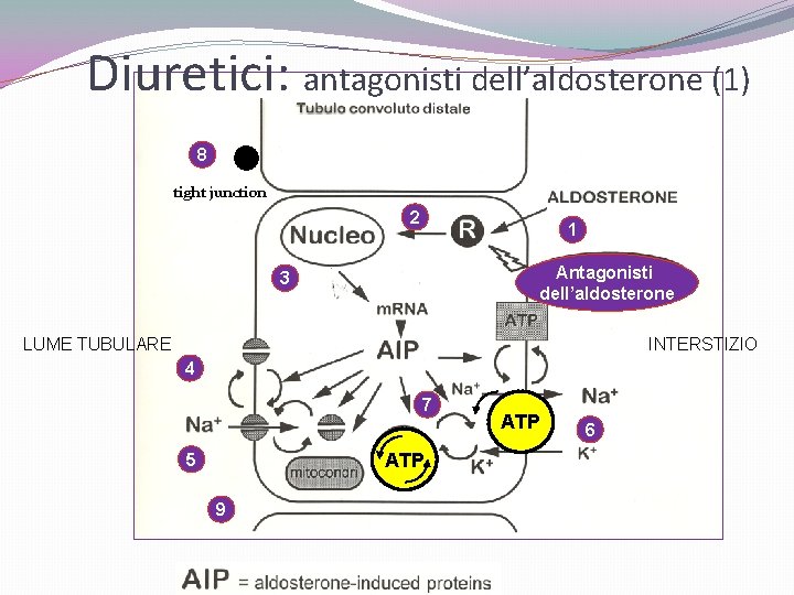 Diuretici: antagonisti dell’aldosterone (1) 8 tight junction 2 1 Antagonisti dell’aldosterone 3 LUME TUBULARE