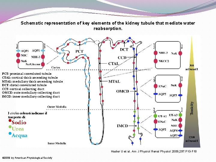 Schematic representation of key elements of the kidney tubule that mediate water reabsorption. PCT: