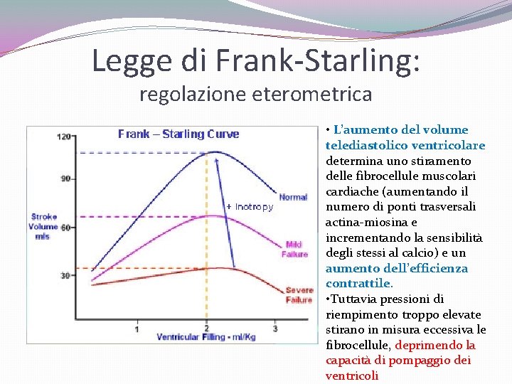 Legge di Frank-Starling: regolazione eterometrica • L’aumento del volume telediastolico ventricolare determina uno stiramento