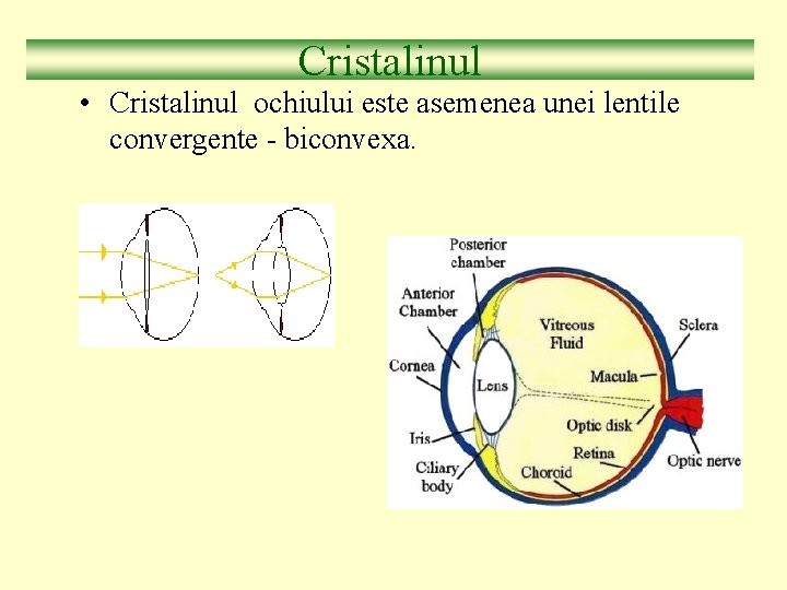 Cristalinul • Cristalinul ochiului este asemenea unei lentile convergente - biconvexa. 