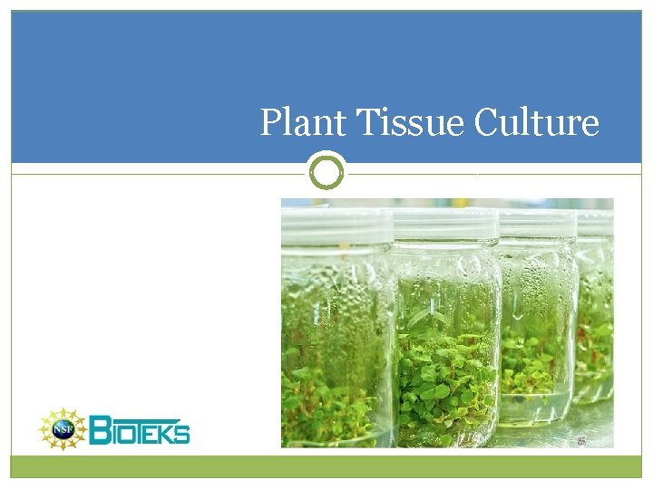 Plant Tissue Culture 