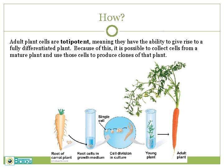 How? Adult plant cells are totipotent, meaning they have the ability to give rise