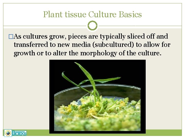 Plant tissue Culture Basics �As cultures grow, pieces are typically sliced off and transferred