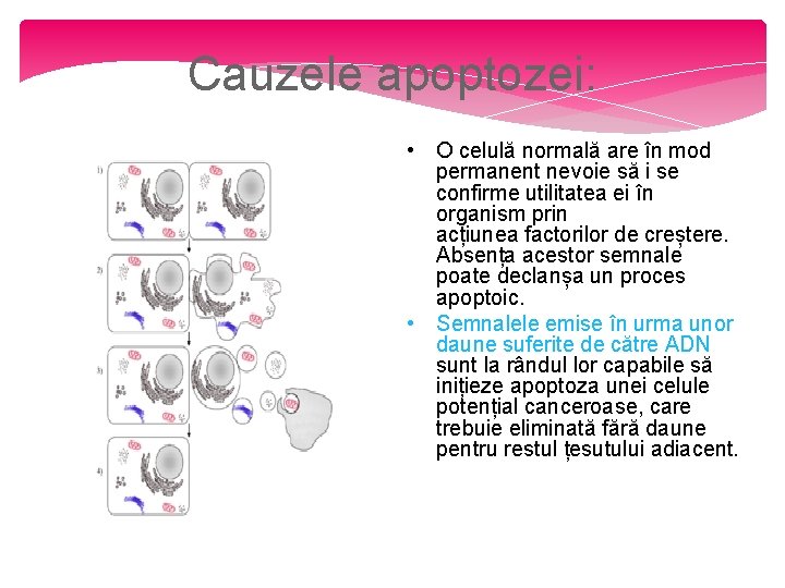 tulburarea de activare a celulelor celulelor și pierderea în greutate)