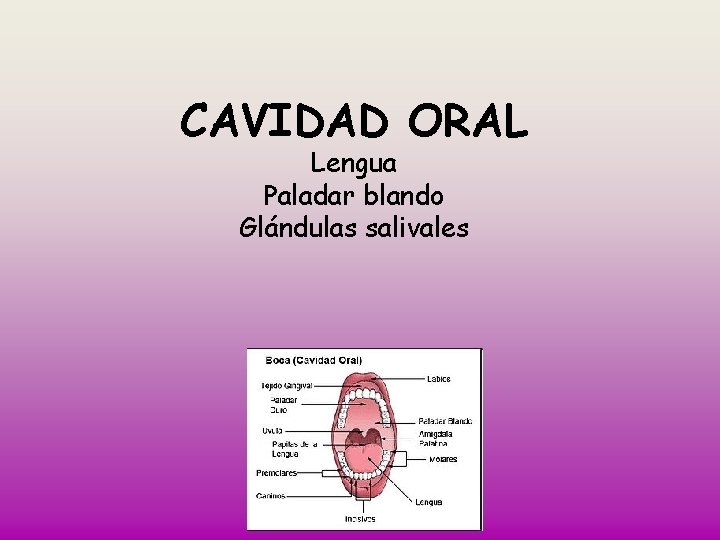 CAVIDAD ORAL Lengua Paladar blando Glándulas salivales 