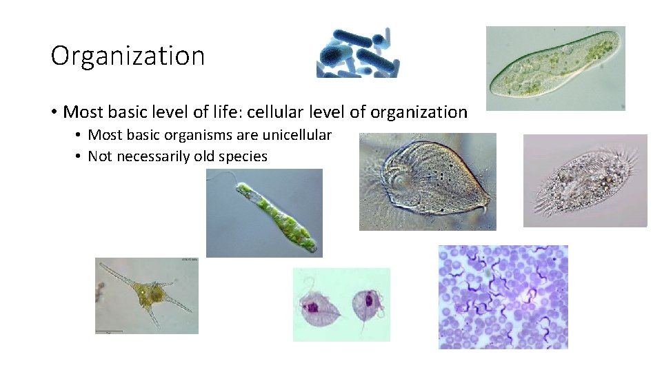 Organization • Most basic level of life: cellular level of organization • Most basic