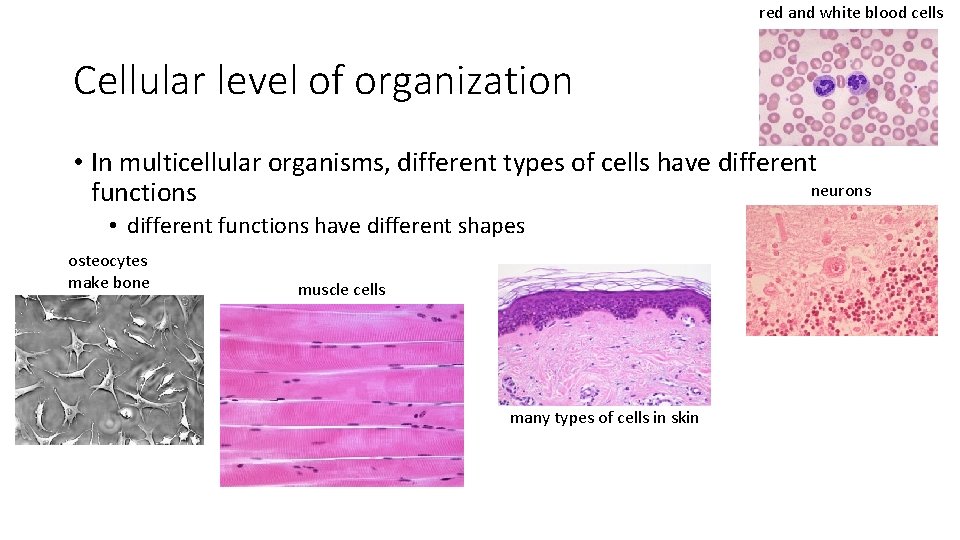 red and white blood cells Cellular level of organization • In multicellular organisms, different