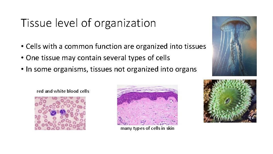 Tissue level of organization • Cells with a common function are organized into tissues