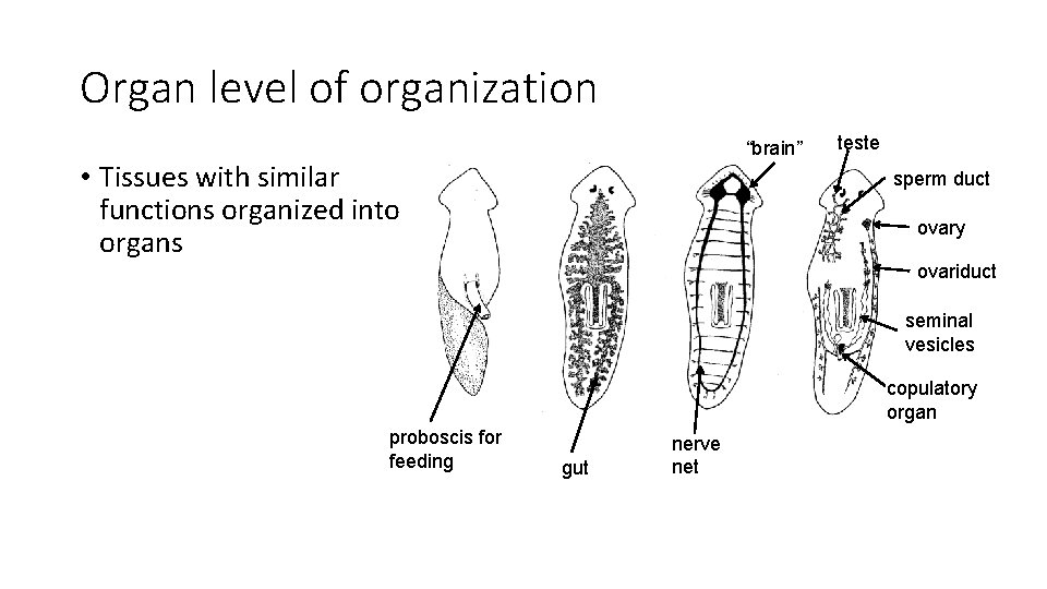 Organ level of organization “brain” • Tissues with similar functions organized into organs teste