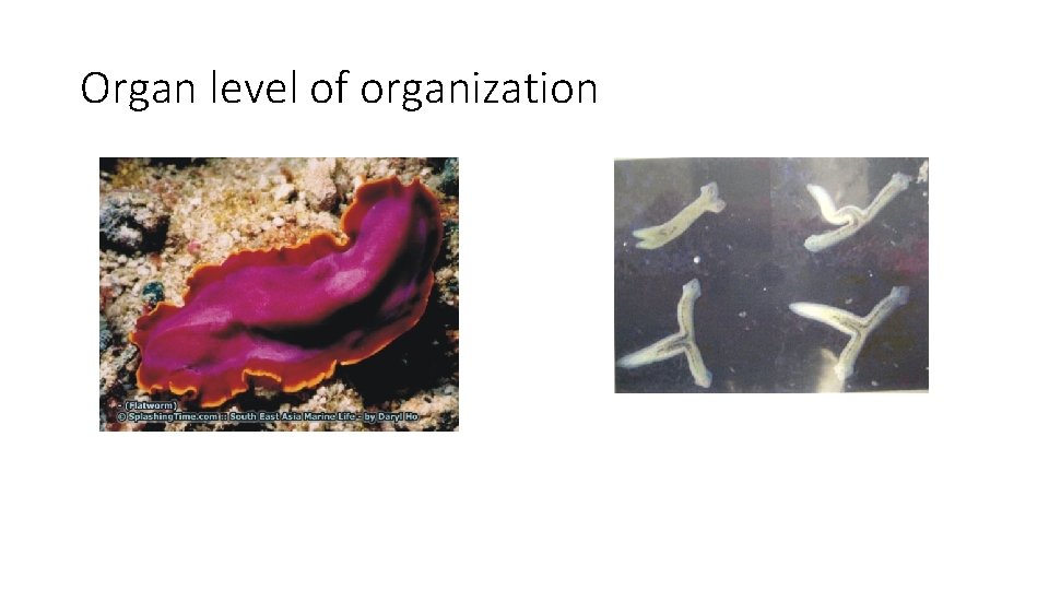 Organ level of organization 