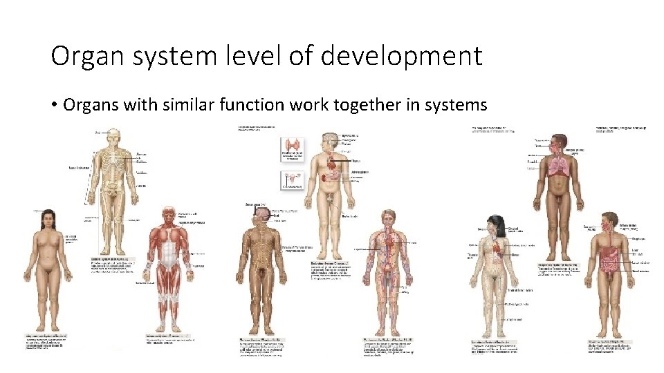 Organ system level of development • Organs with similar function work together in systems