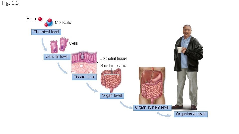 Fig. 1. 3 Atom Molecule Chemical level Cells Cellular level Epithelial tissue Small intestine