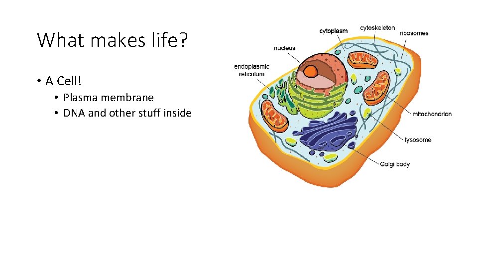 What makes life? • A Cell! • Plasma membrane • DNA and other stuff