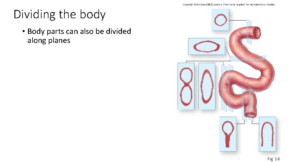 Dividing the body • Body parts can also be divided along planes Fig. 1.